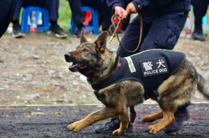 警犬训练和使用的 “四个阶段”（上）
