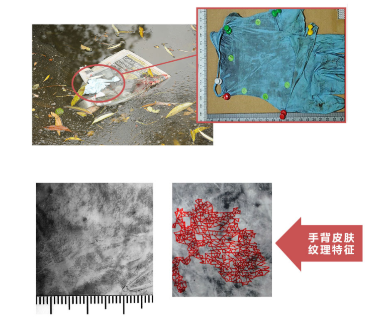 手背皮肤纹理样本及显现结果