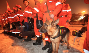 【警犬训练】工作强度大,训练任务重,“工作犬”太不容易了 【警犬训练】工作强度大,训练任务重,“工作犬”太不容易了