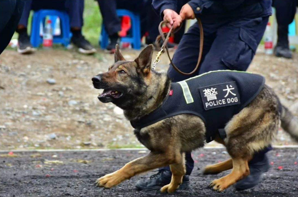 警犬训练和使用的 “四个阶段”