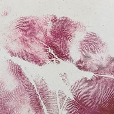 茚三酮粉末/晶体