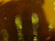 酸性荧光黄喷罐 酸性黄血潜指纹显现剂