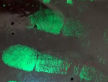 绿色荧光悬浮液 指纹悬浮提取液
