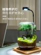 生命之树生态瓶苔藓创意微景观