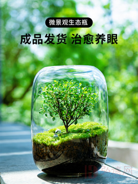 生命之树生态瓶苔藓创意微景观
