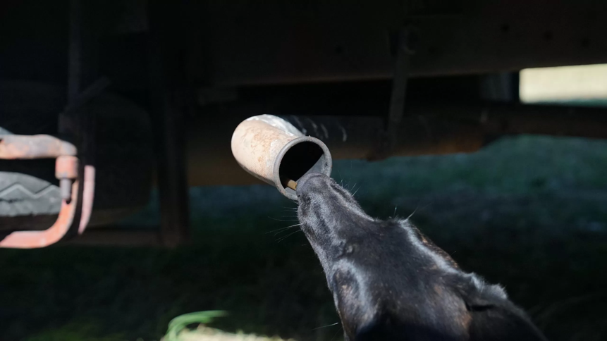 舒克-SOKKS | 警犬气味吸附管 | 警犬气味训练