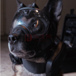 | K9警犬侦视系统 | 舒克 | 警犬用品 | 警犬特种装备 |