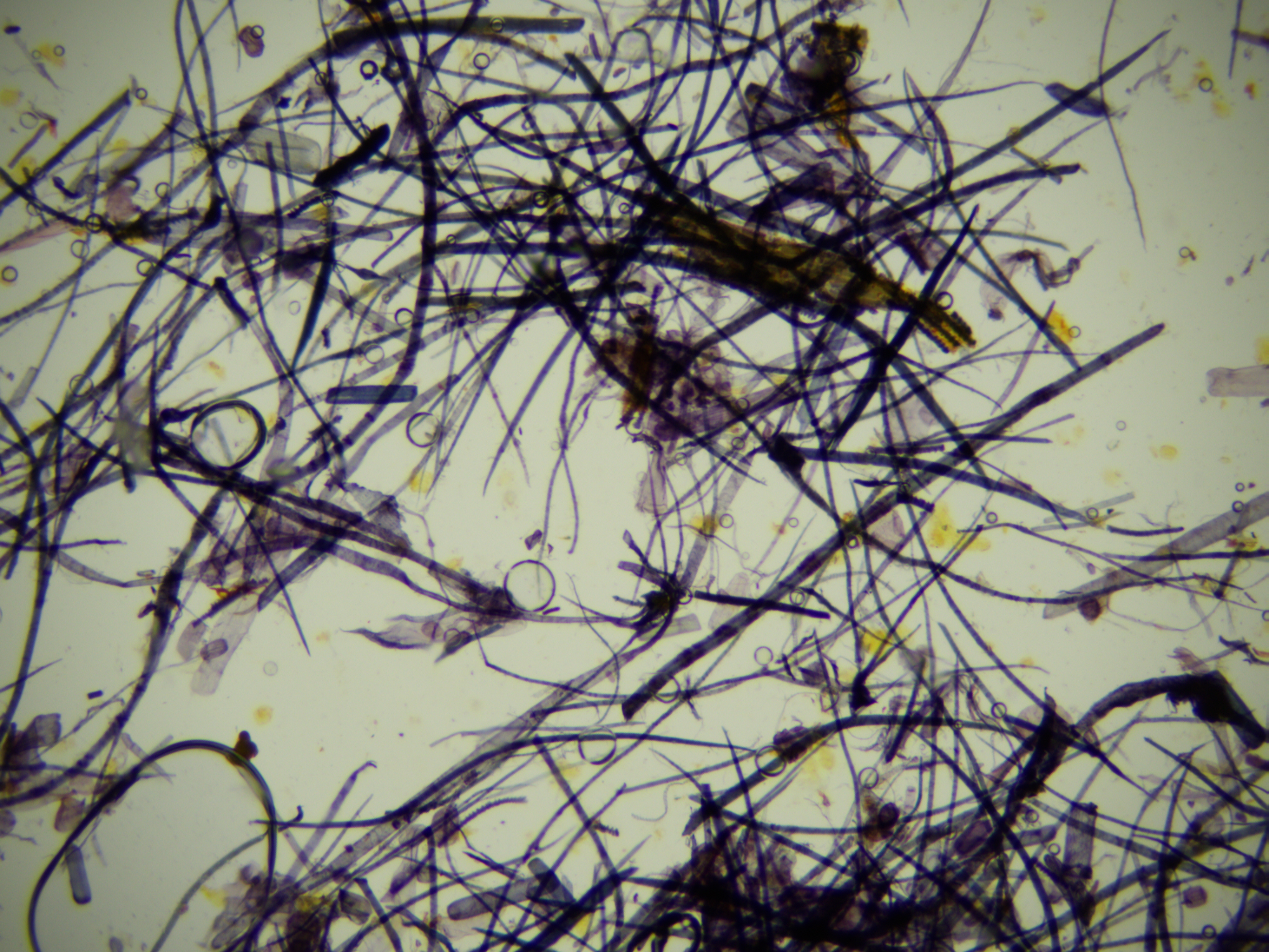 VF10PRO纸张纤维检验效果