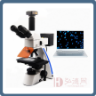 荧光显微镜WSF400 荧光显微镜